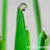 Morning Dew