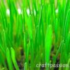 Sowing The Seed Of Health – Wheat Grass