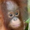 Orang Utan – The Endangered Species