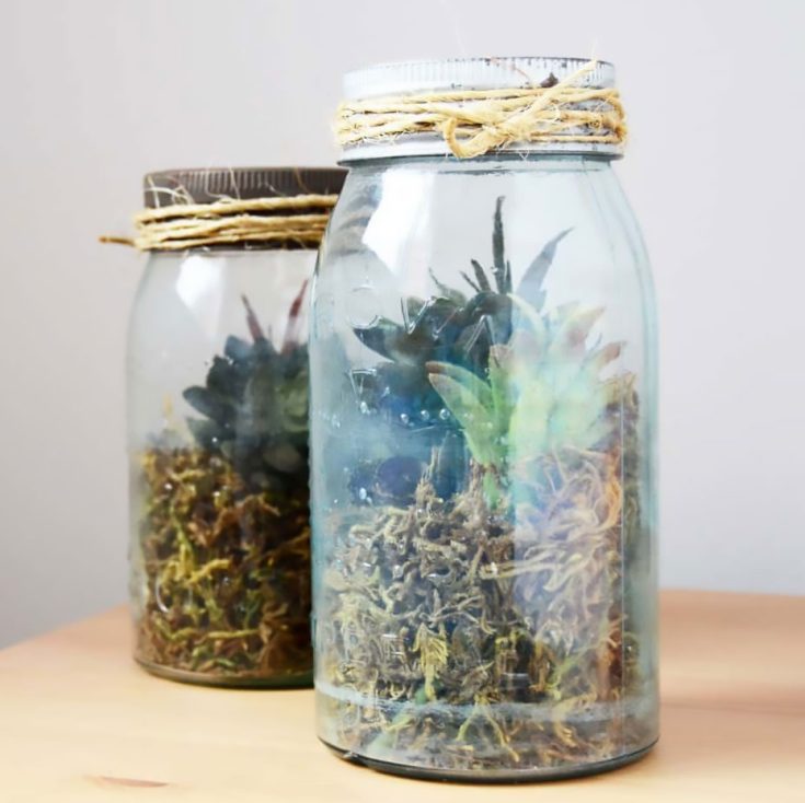Want to learn how to make a cozy home for your succulent greens? Create a unique and moist environment for your greens to flourish. Place them on the side of your table or anywhere you would like.