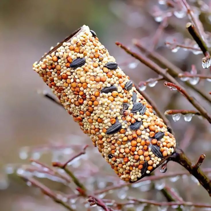 Invite feathered friends into your garden with this DIY bird feeder made from a paper tube! Spread vegetable softening on the outside of the roll, then roll it in birdseed. Hang it from a tree branch with a string or ribbon. Kids of all ages are going to love watching as the birds flock to feast.