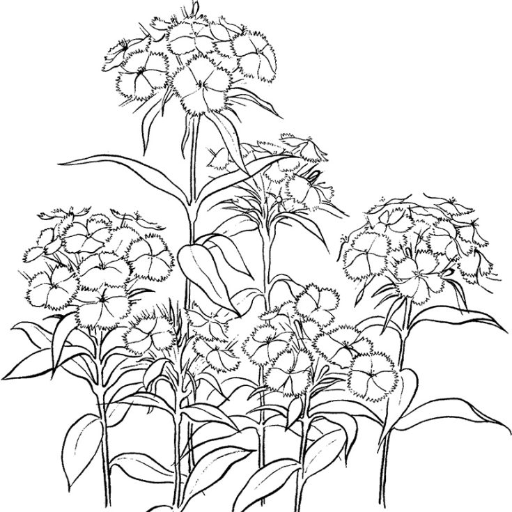 Step into the magical world of botanical beauty with this Dianthus 2 coloring page. We just adore designs that are inspired by nature because not only is it therapeutic to color, but it is also calming to your eyes. Try out this fun activity with your little ones at home.