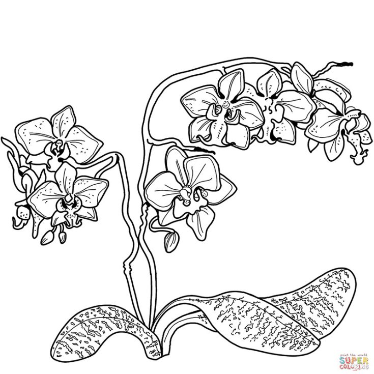 Finally, check out this fantastic Orchid variant coloring sheet. Get ready as you dive into the intricate details of this orchid&rsquo;s petals and leaves, with a vibrant splash of vibrant colors to represent its beauty vividly.&nbsp;
