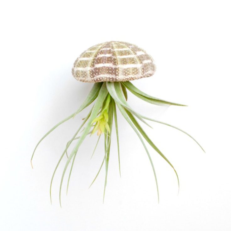 You&rsquo;re sure to fall in love with these adorable air plant jellyfish! These tiny creations are super easy to make. Just gather some clear thread or fishing line, glue, air plants, and sea urchin shells. Air plants, or Tillandsia, don&rsquo;t need soil and thrive on air nutrients. These shells can be sourced from gift shops, craft stores, or online.