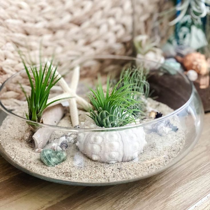 This coastal-themed air plant terrarium is perfect for a fun and easy DIY project. With simple materials like seashells, driftwood, and sand, you can create a stunning display. Air plants are low-maintenance, requiring only occasional misting or soaking, and their varied shapes and sizes make them perfect for beautiful terrariums.