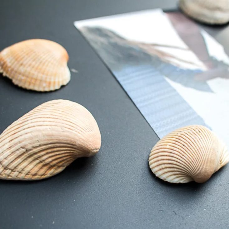 Brighten up your fridge with these simple seashell magnets crafts that bring a burst of beachy fun to your kitchen. These cute and easy-to-make accents hold your notes and photos while adding a splash of beachy flair.
