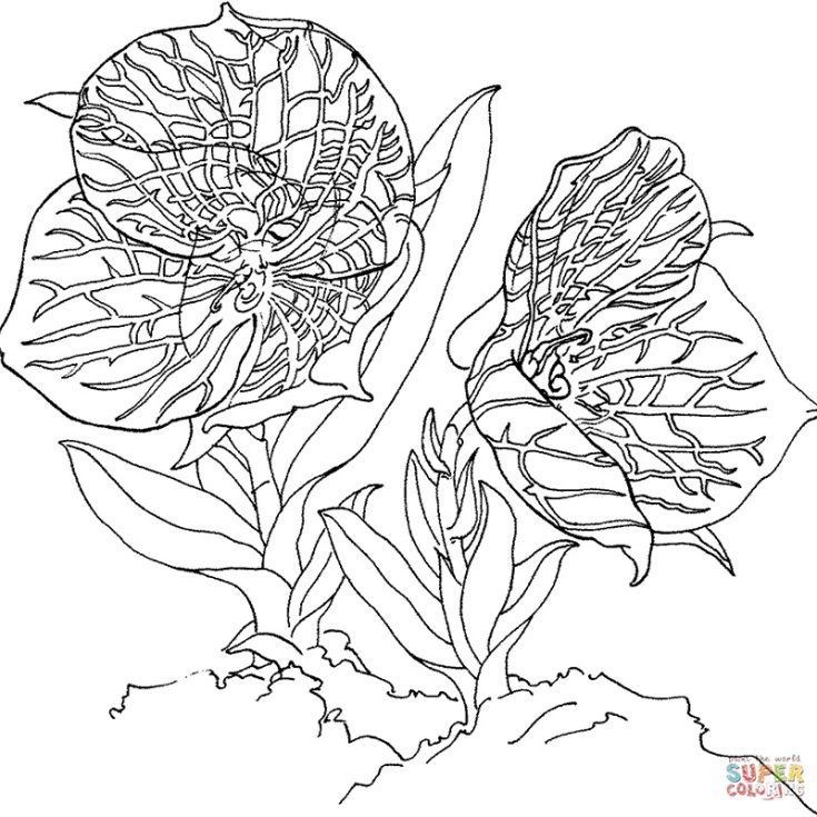 Have a look at this beauty! This majestic orchid flower coloring page awaits your splash of unique color palette. Grab yours now and dive into the coloring adventure as you watch this enchanting orchid bloom with your creativity.
